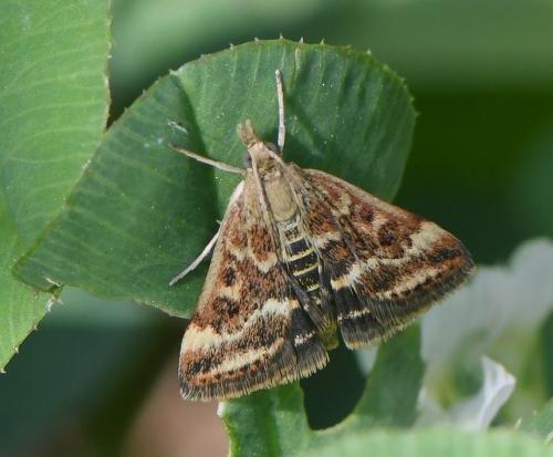 Réf. 240 793 : Pyrausta despicata